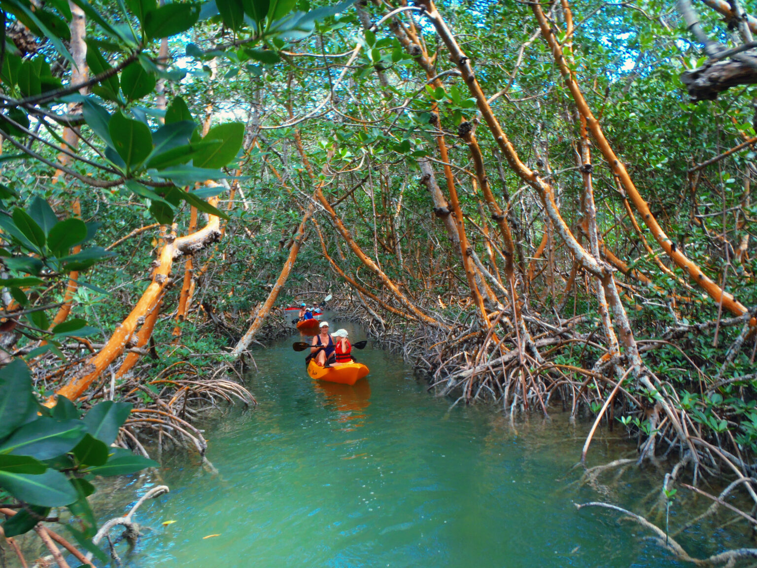 Mangroves and Manatees Eco Tour Key Largo, FL Florida Keys Kayak and Paddleboard