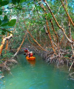Mangroves and Manatees Kayak Tour (Marathon, Fl)