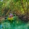 Mangroves & Manatees Eco Tour - Marathon, FL