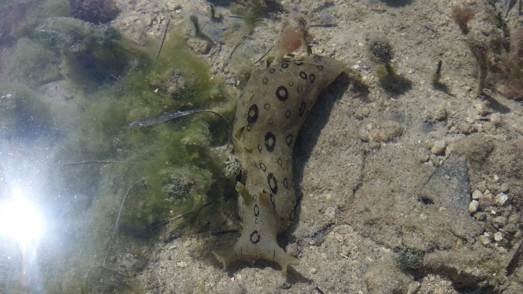 Island Hopping Hourly Rental - Image 3