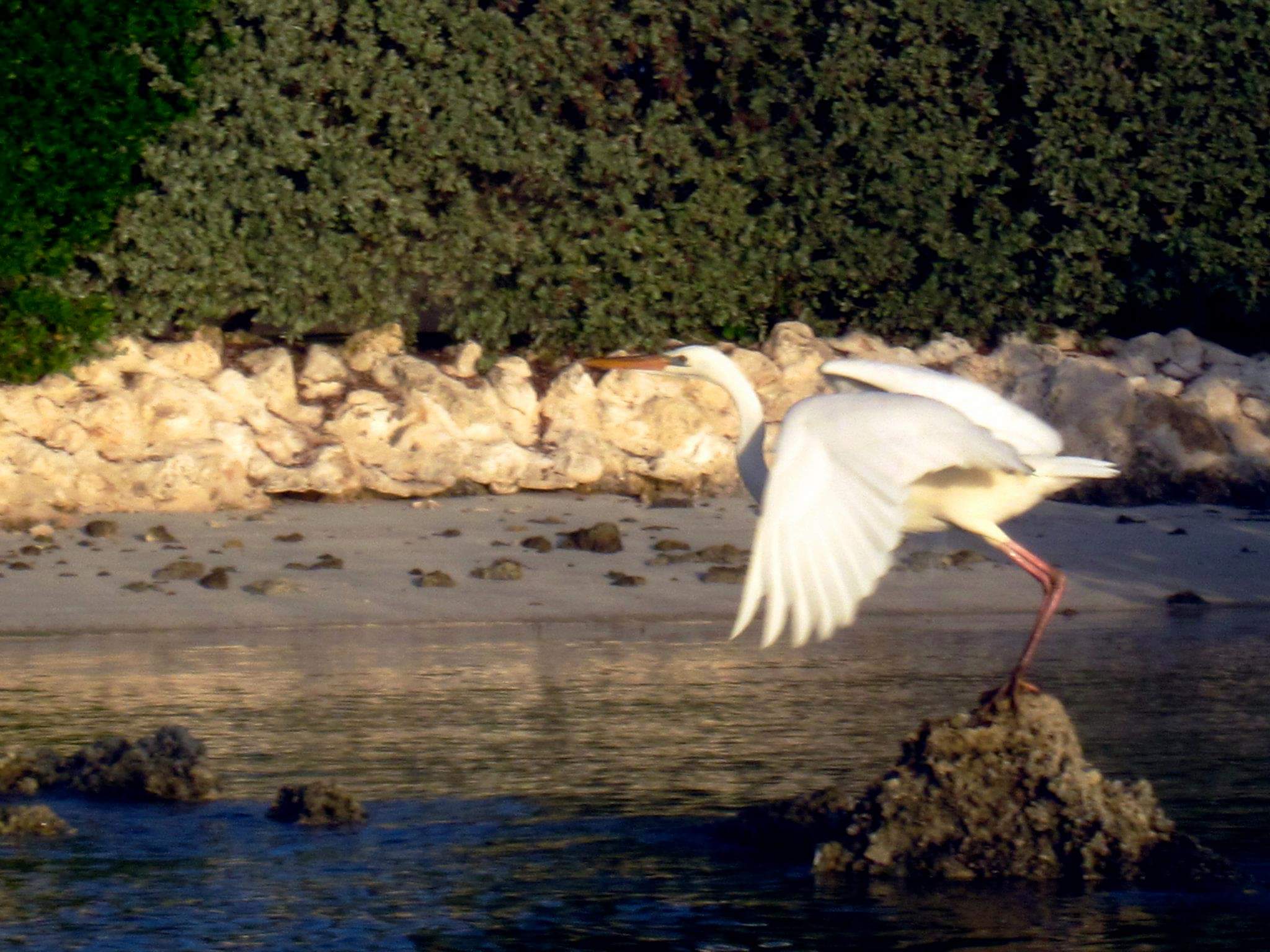 Coupon Bight Eco Tour - Big Pine Key, FL - Image 13