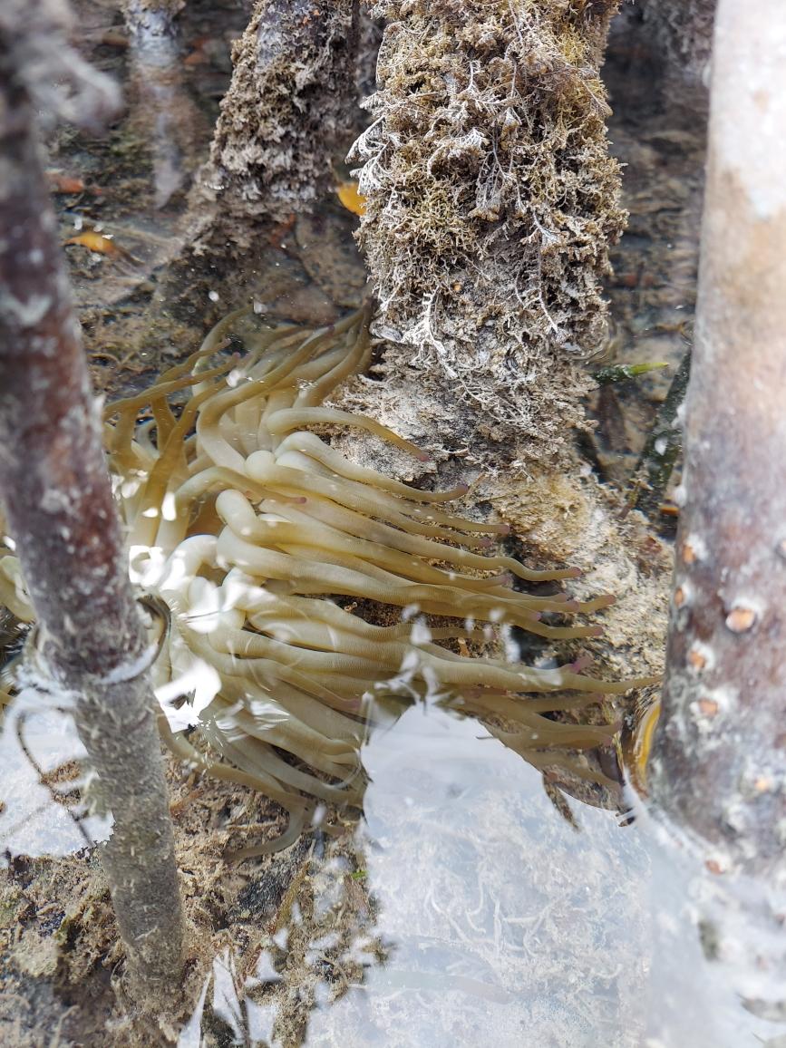 Coupon Bight Eco Tour - Big Pine Key, FL - Image 4