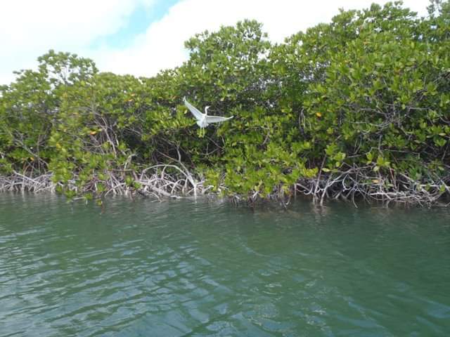 Coupon Bight Eco Tour - Big Pine Key, FL - Image 12