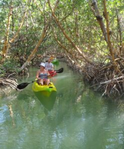 Mangroves & Manatees Eco Tour - Marathon, FL