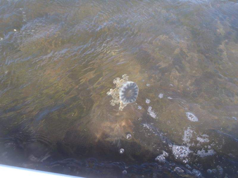 Coupon Bight Eco Tour - Big Pine Key, FL - Image 8