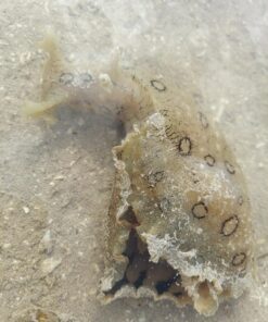 Alternative view of Coupon Bight Eco Tour - Big Pine Key, FL