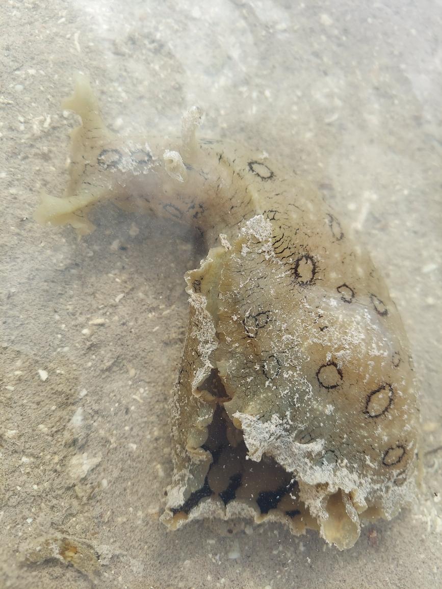 Coupon Bight Eco Tour - Big Pine Key, FL - Image 2