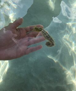 Coupon Bight Eco Tour - Big Pine Key, FL