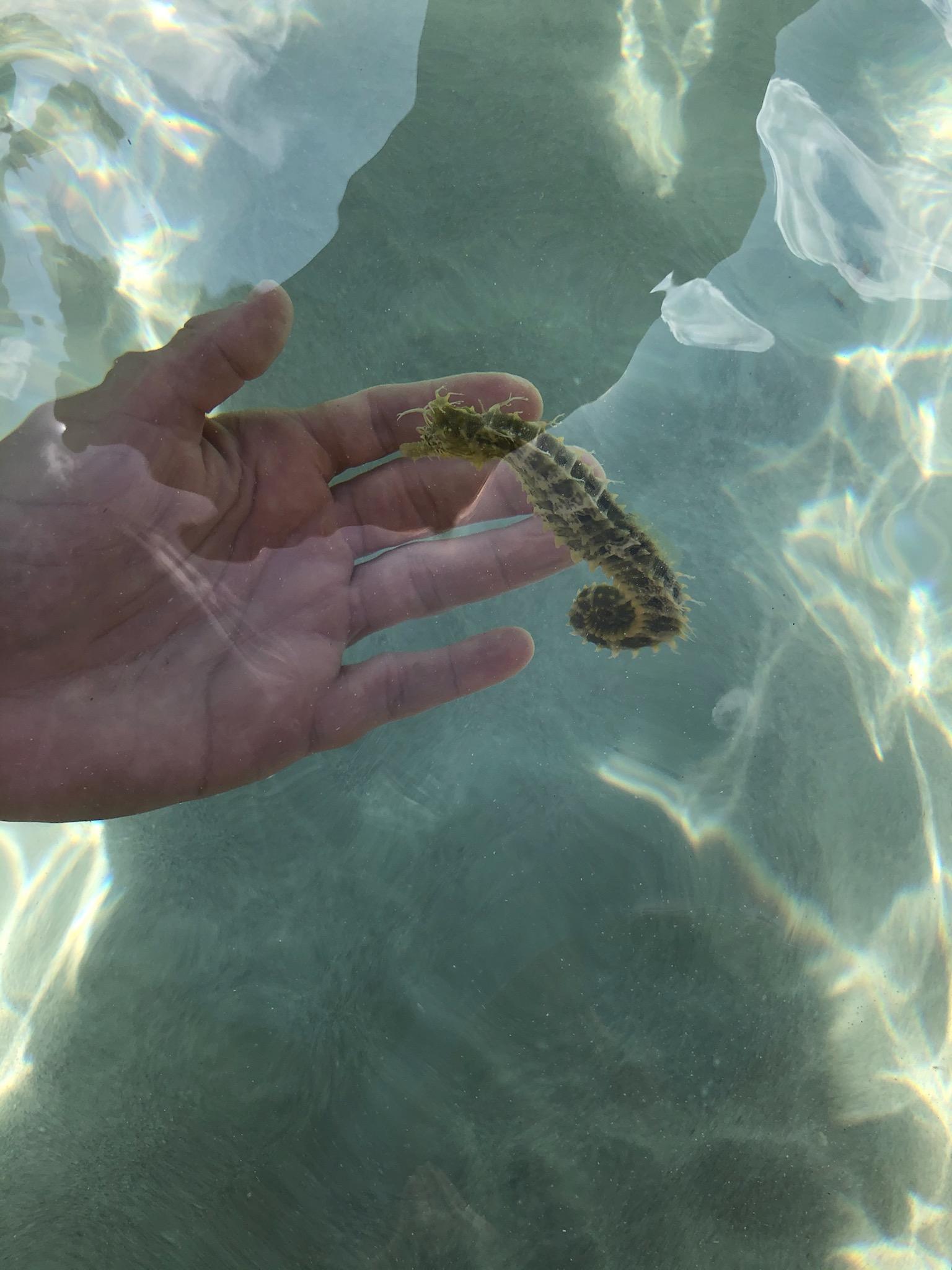 Coupon Bight Eco Tour - Big Pine Key, FL