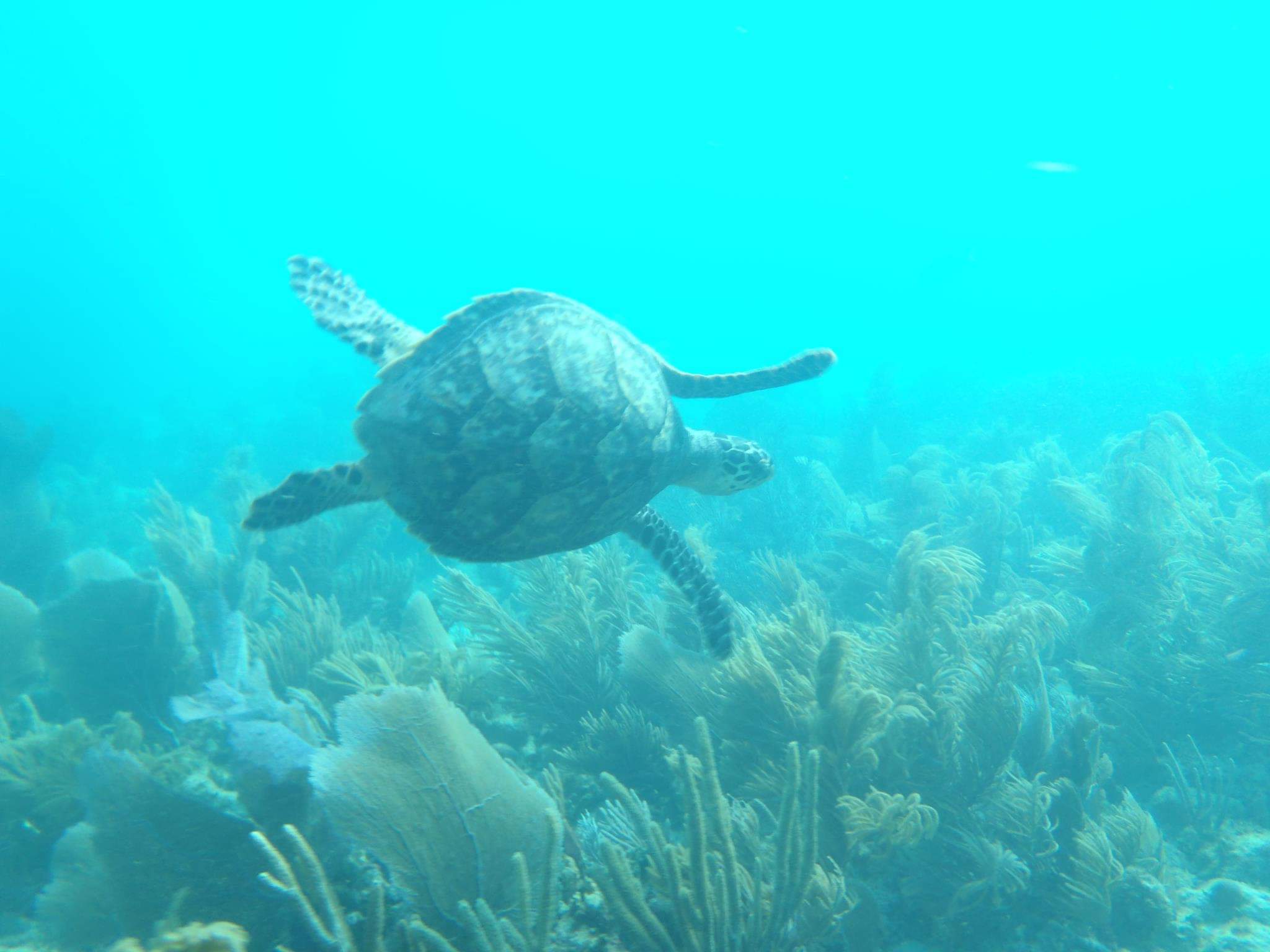 Coupon Bight Eco Tour - Big Pine Key, FL - Image 5