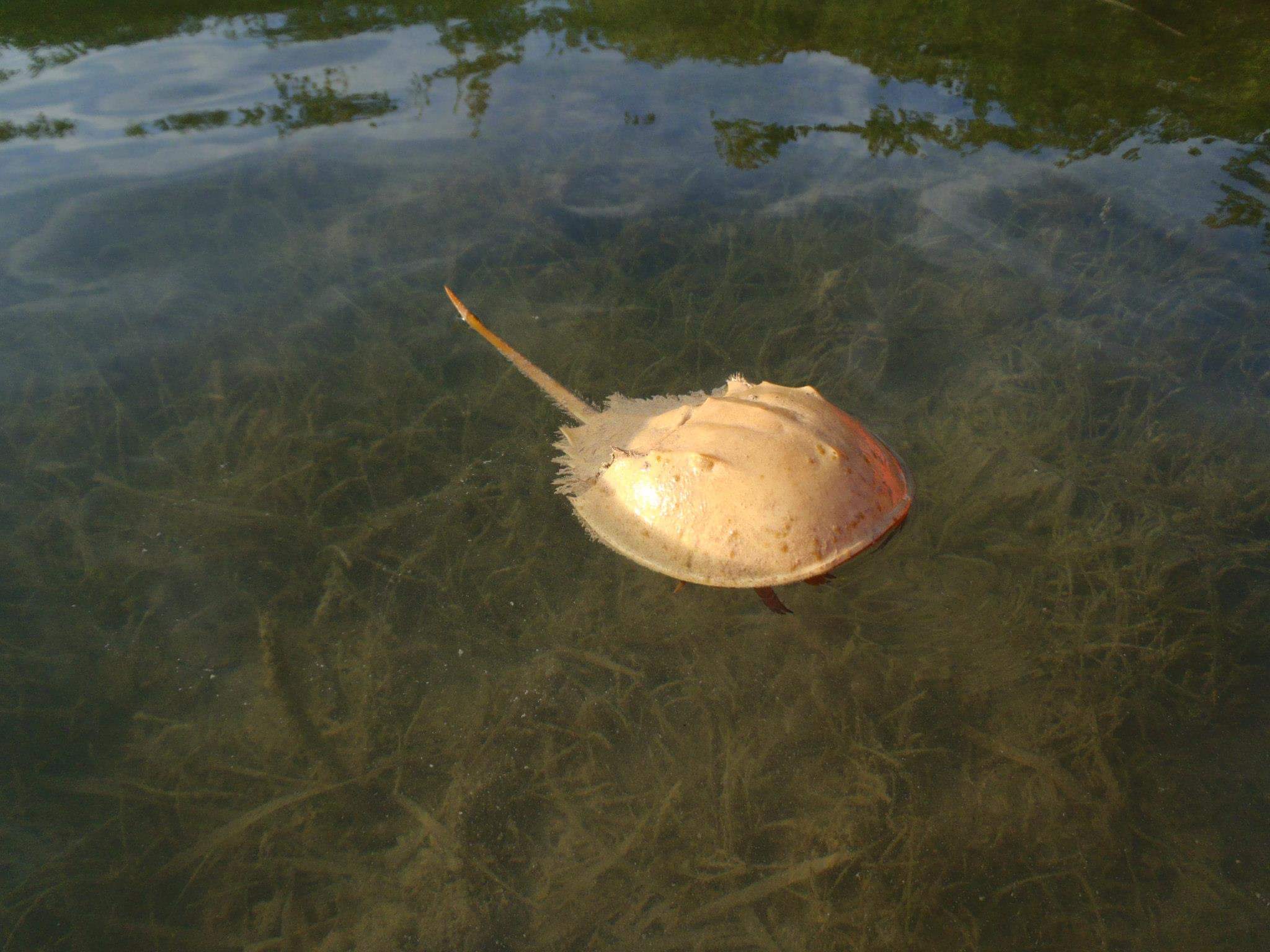 Island Hopping Hourly Rental - Image 7