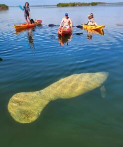 Manatee Search Rental- Marathon, FL